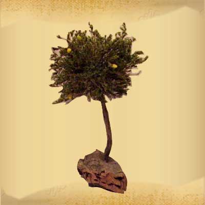 Arbol Limonero - Peral - Manzano