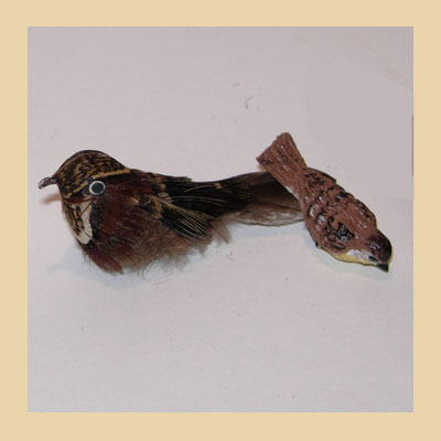 Pájaro Plumas con Cola Larga.