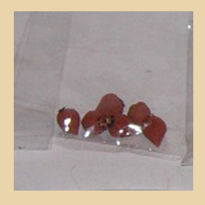 Bolsa de 6 Ajos Marrones