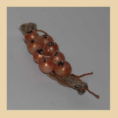 Ristra de Ajos.